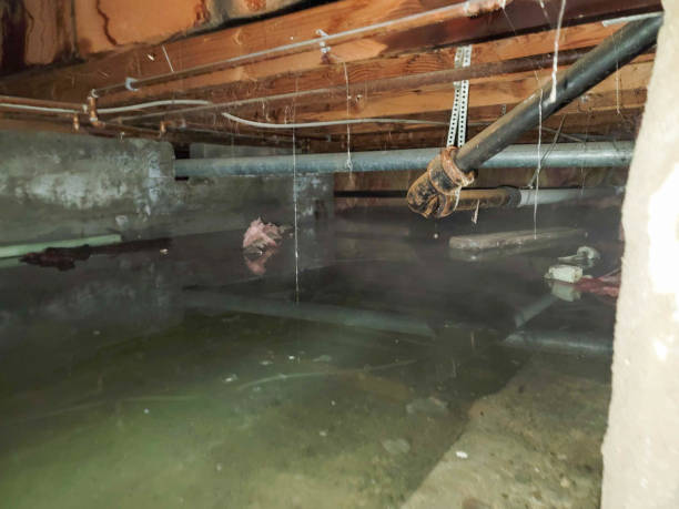 Best Professional water damage repair  in Carthage, TN
